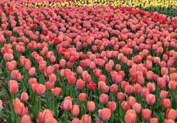 「郁見北京」北京國際鮮花港1日游|北京親子游玩好去處